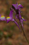 Moroccan toadflax